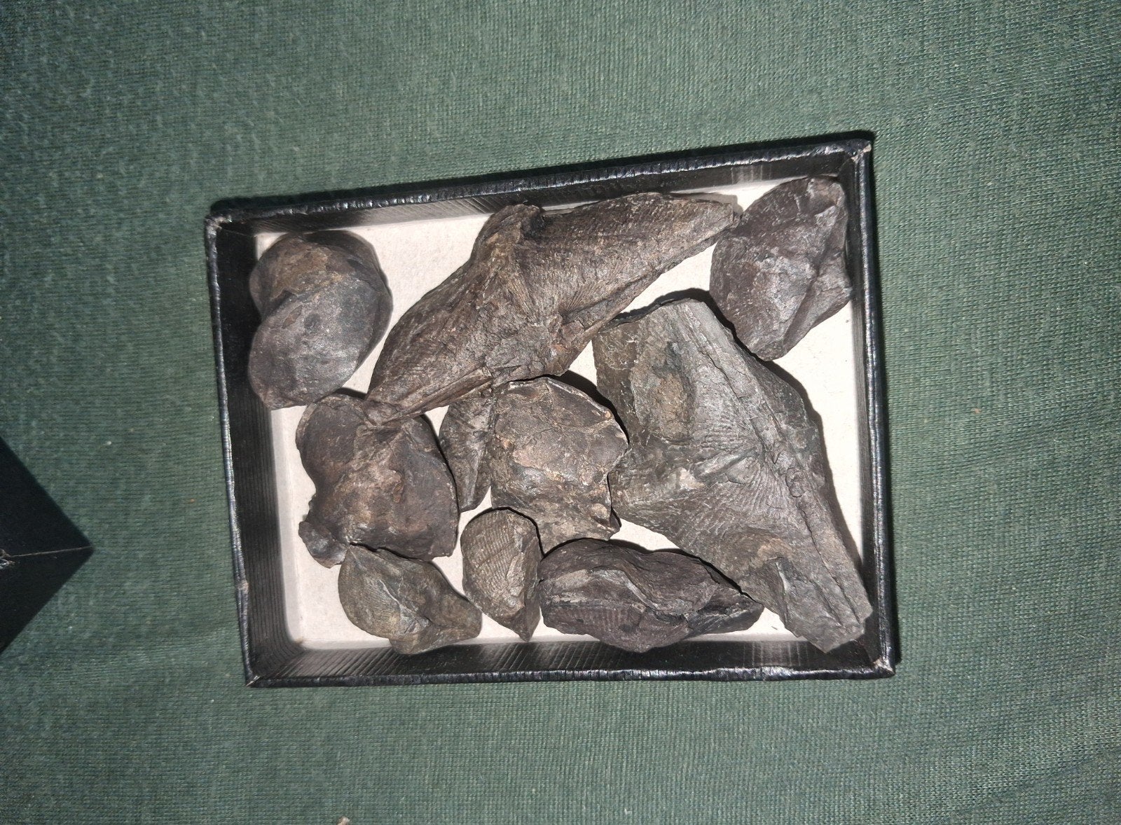 Lot 14 araignées, Enlèvement ou Envoi