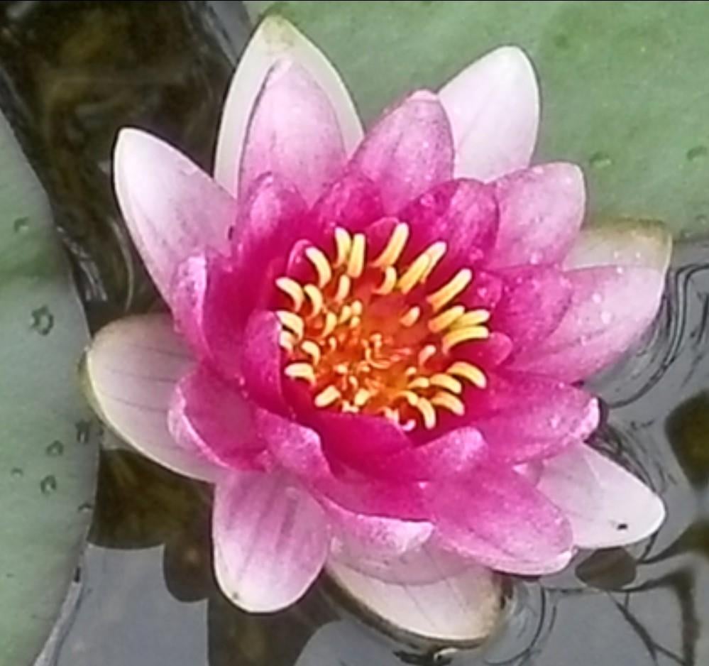 Nénuphar rose, Enlèvement