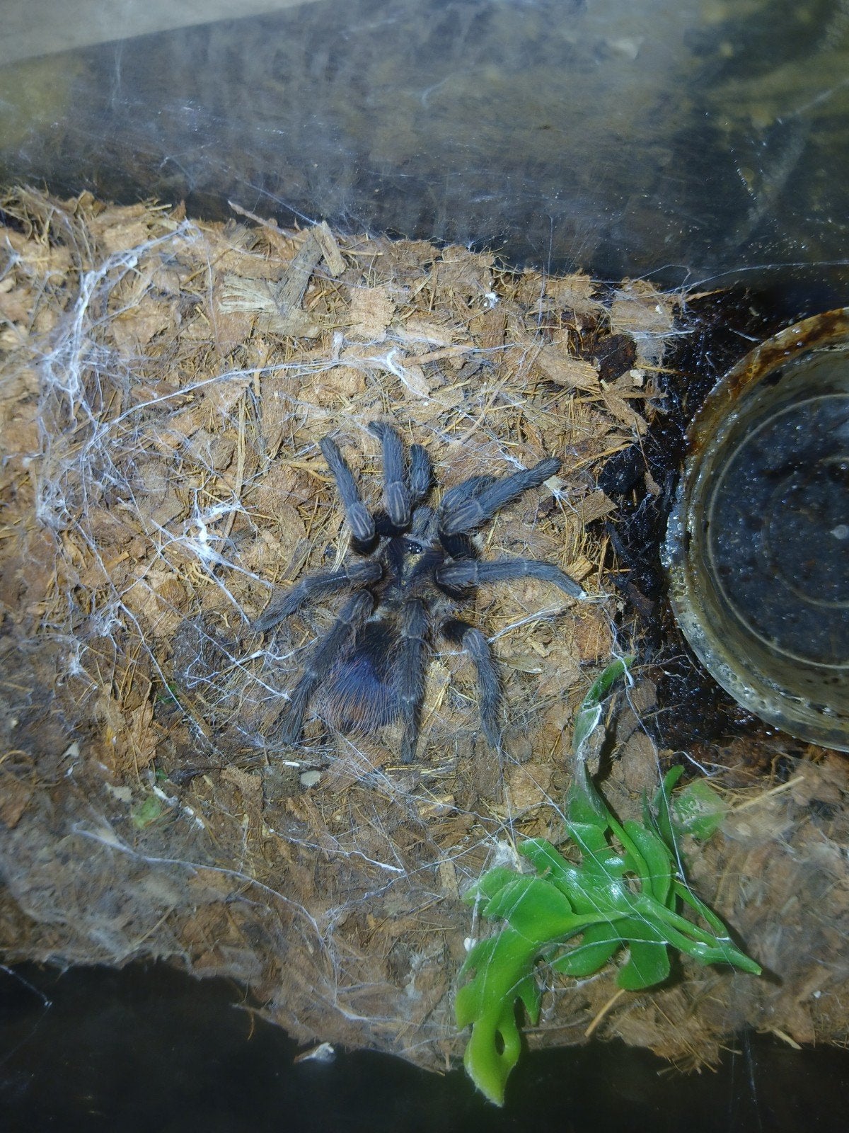 Vogelspinnen / tarantula's te koop, Animaux & Accessoires, Insectes & Araignées, Araignée ou Scorpion