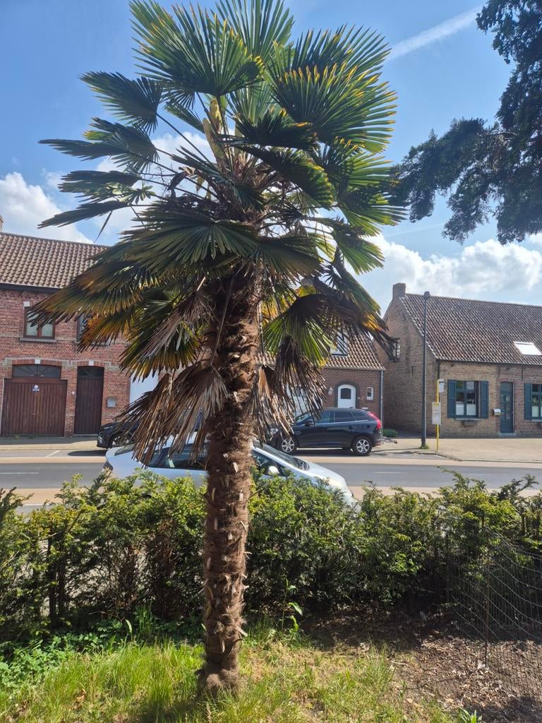Palmboom  5m hoog, Tuin en Terras, Ophalen