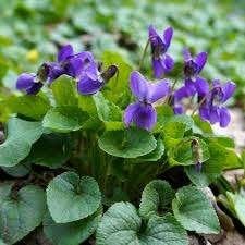 1 viola odorato in literpot, Ophalen, Vaste plant