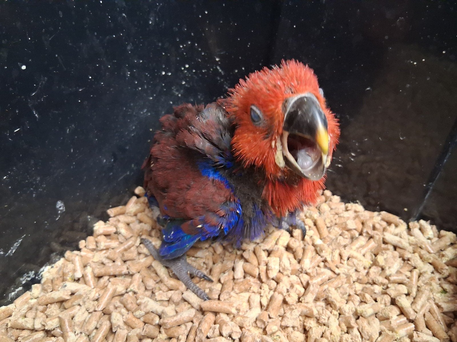 edel papegaai, Dieren en Toebehoren, Papegaai, Geringd
