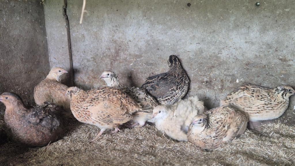 Japanse kwartels groep 9 vrouwtjes/1 haantje, Dieren en Toebehoren, Overige soorten