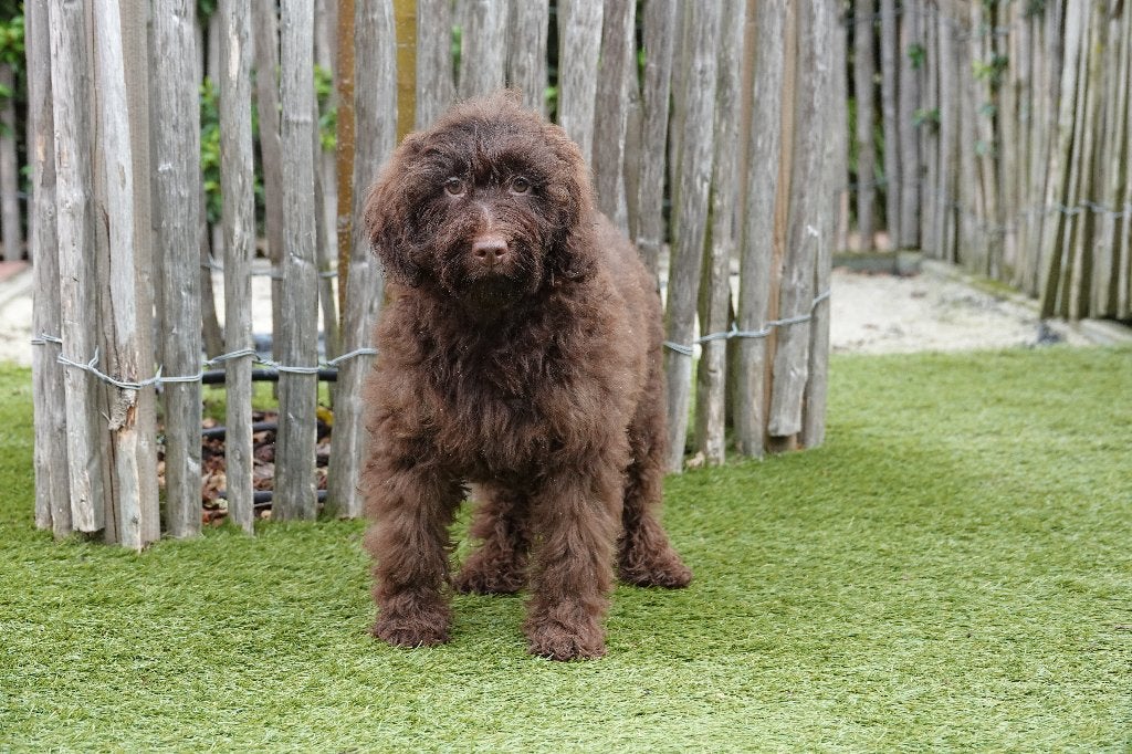 Prachtige Choco Medium Labradoodle pups, met stamboom, België, Overige rassen, CDV (hondenziekte), 8 tot 15 weken