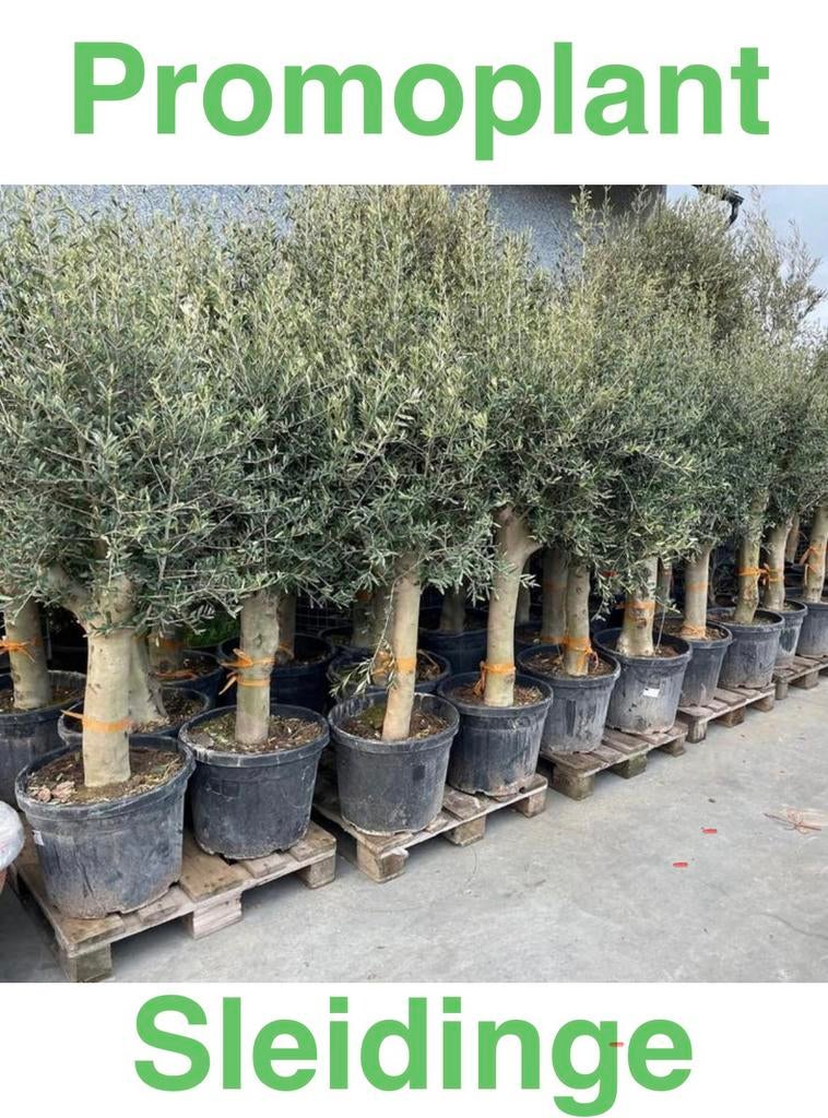 ‼️Olijfbomen aan PROMOprijzen bij PROMOplant‼️, Tuin en Terras, Ophalen