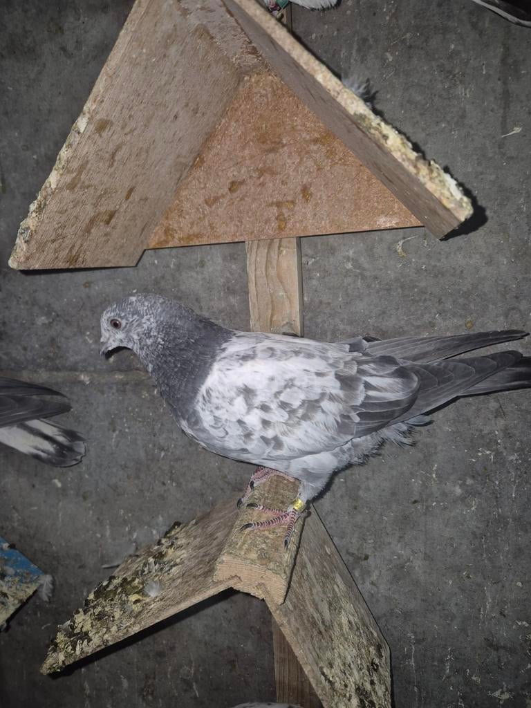 Jonge Pakistan Hoogvlieger, Dieren en Toebehoren