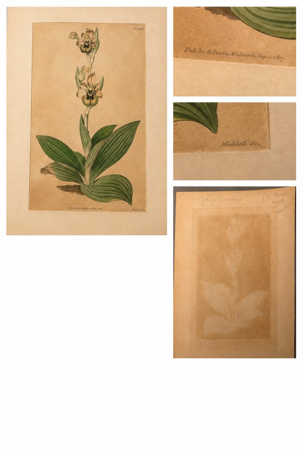 Antieke Botanische Prent Ophrys (1827), Ophalen of Verzenden