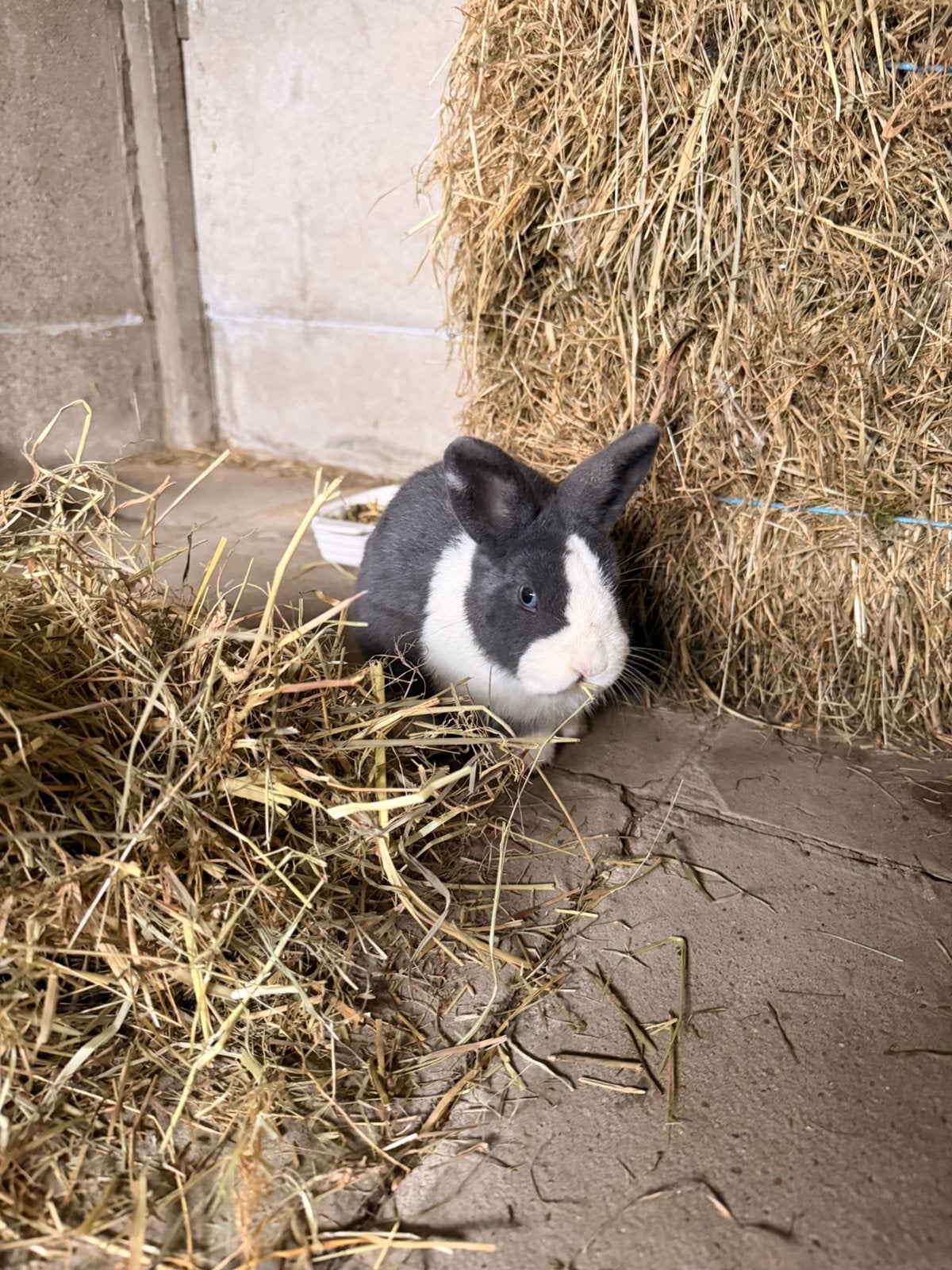 Konijn (rammelaar) gevaccineerd en zindelijk te koop, Dieren en Toebehoren
