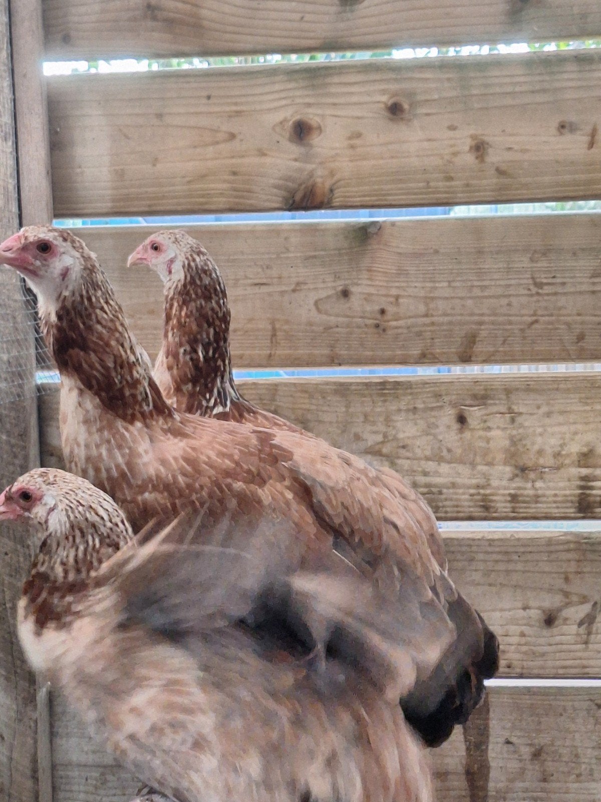 cubalaya, Dieren en Toebehoren, Pluimvee, Meerdere dieren, Kip