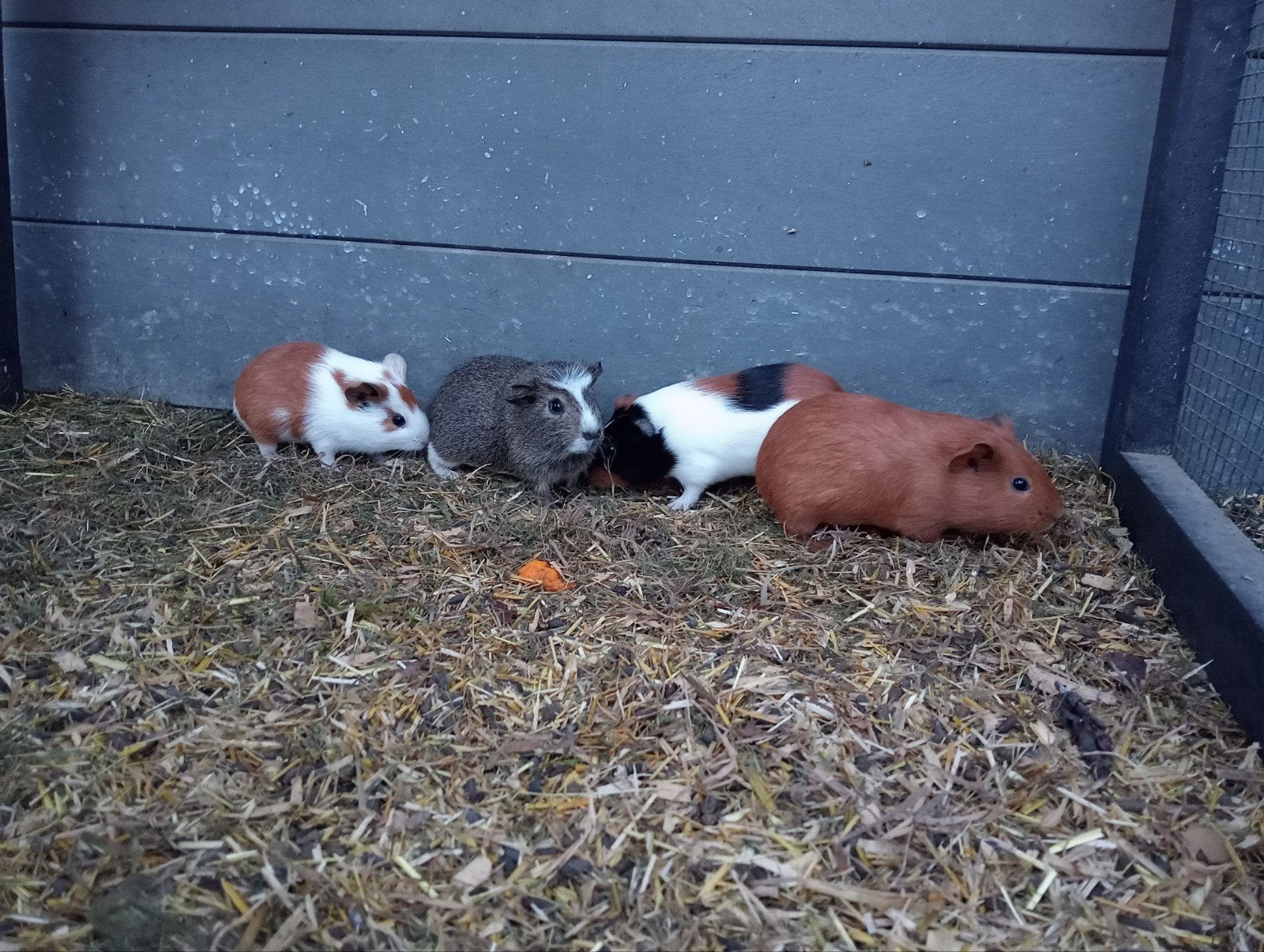 jonge cavia zeugjes en beertjes, Dieren en Toebehoren, Cavia, Augustus, Meerdere dieren, Tam