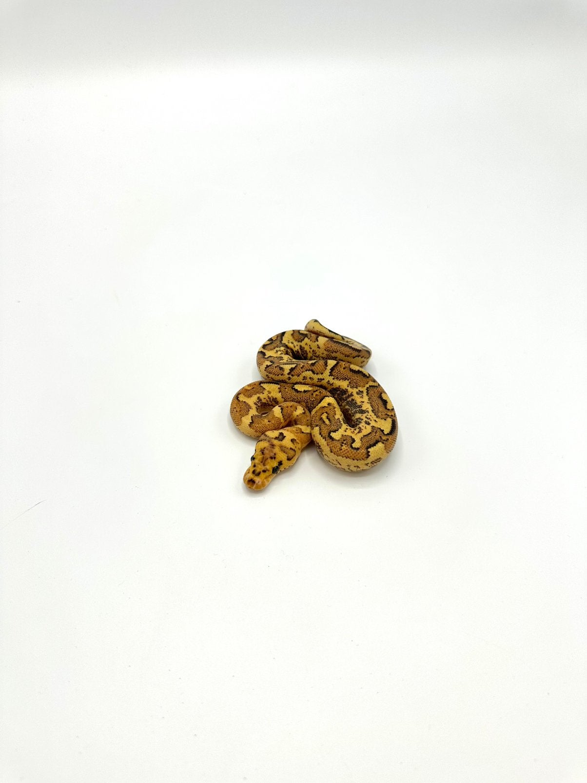 Diverse Python regius - koningspythons Ball Python photo 3