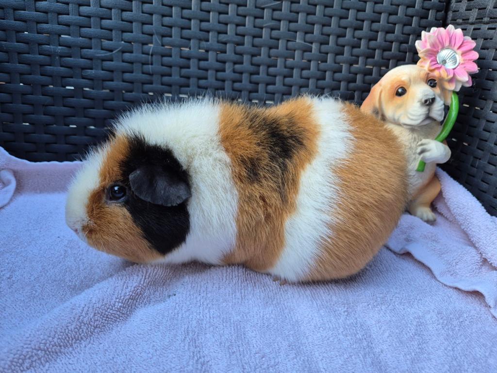 2 mooie cavia zeugjes, Juin, Domestique, Cobaye, Femelle