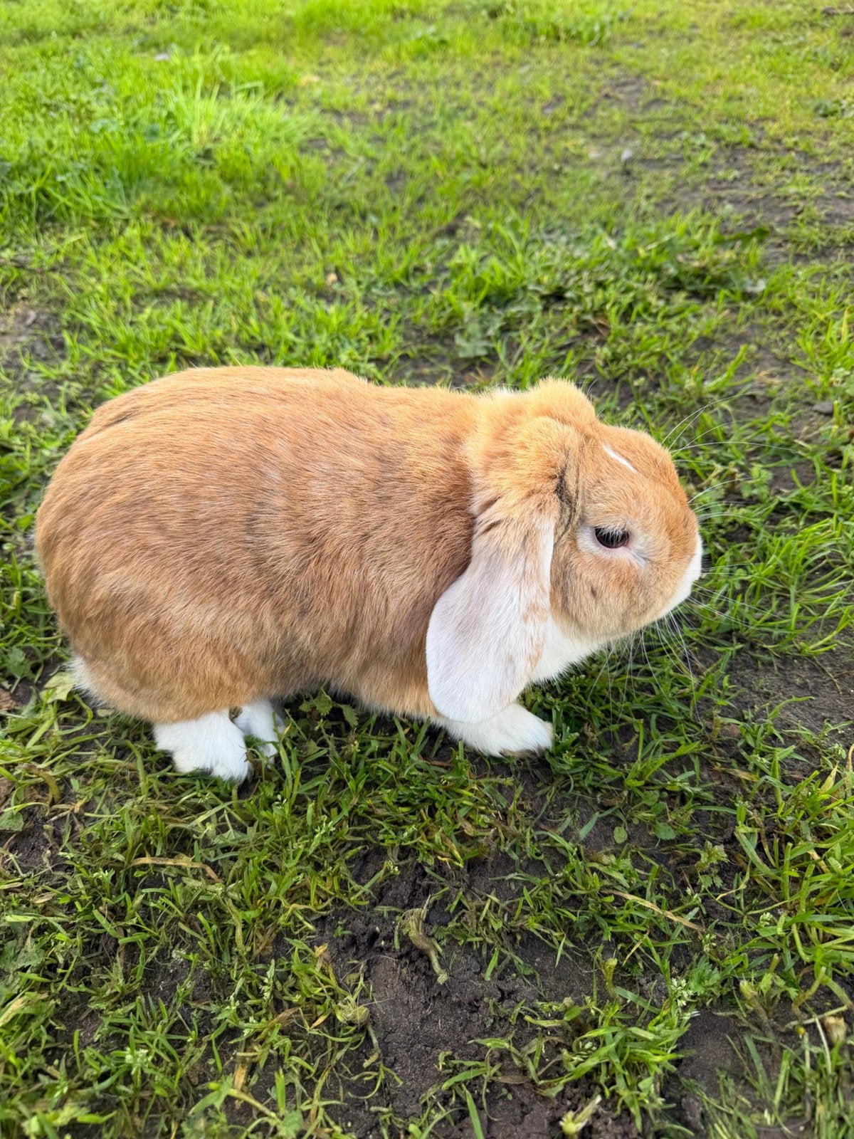 Nederlands Hangoor ram, Dieren en Toebehoren, Hangoor