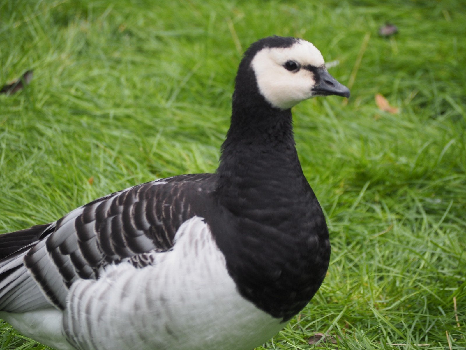 ganzen brandganzen, Dieren en Toebehoren, Meerdere dieren, Gans of Zwaan