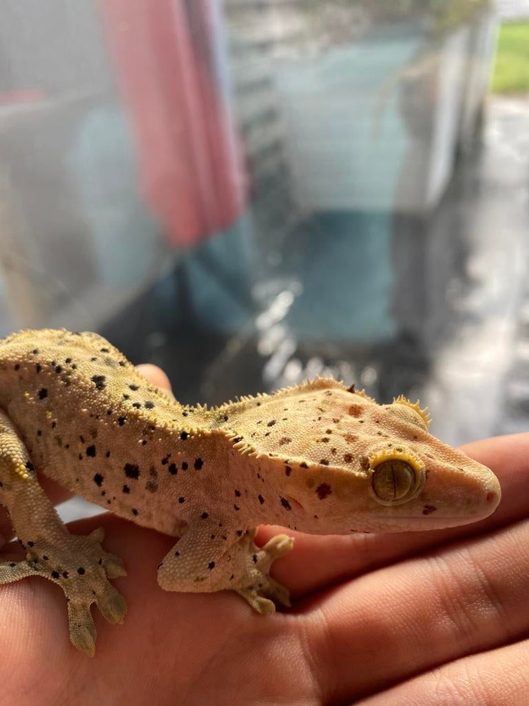 Volwassen mannelijke wimpergekko (Dalmatian pattern) te koop