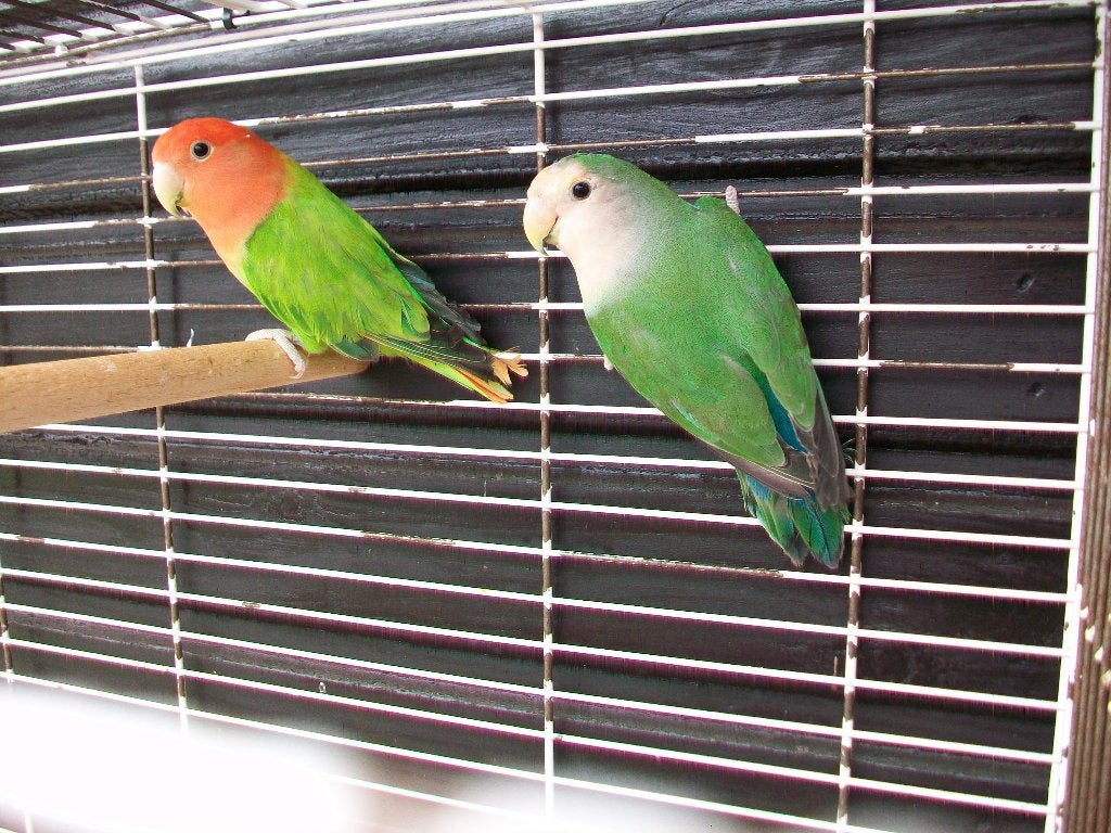 Mooie Agapornis koppel, Meerdere dieren, Dwergpapegaai of Agapornis, Geringd