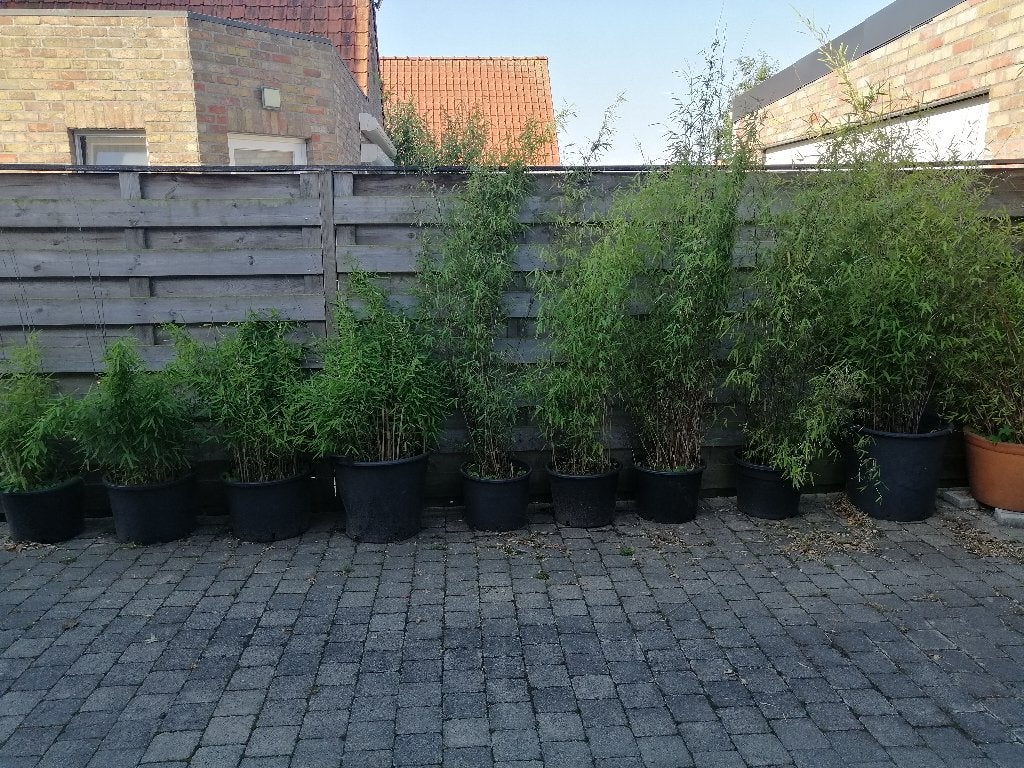 BAMBOE FARGESIA 15TOT35€ NIET WOEKEREND, Vaste plant, Bloeit niet, Halfschaduw, Ophalen