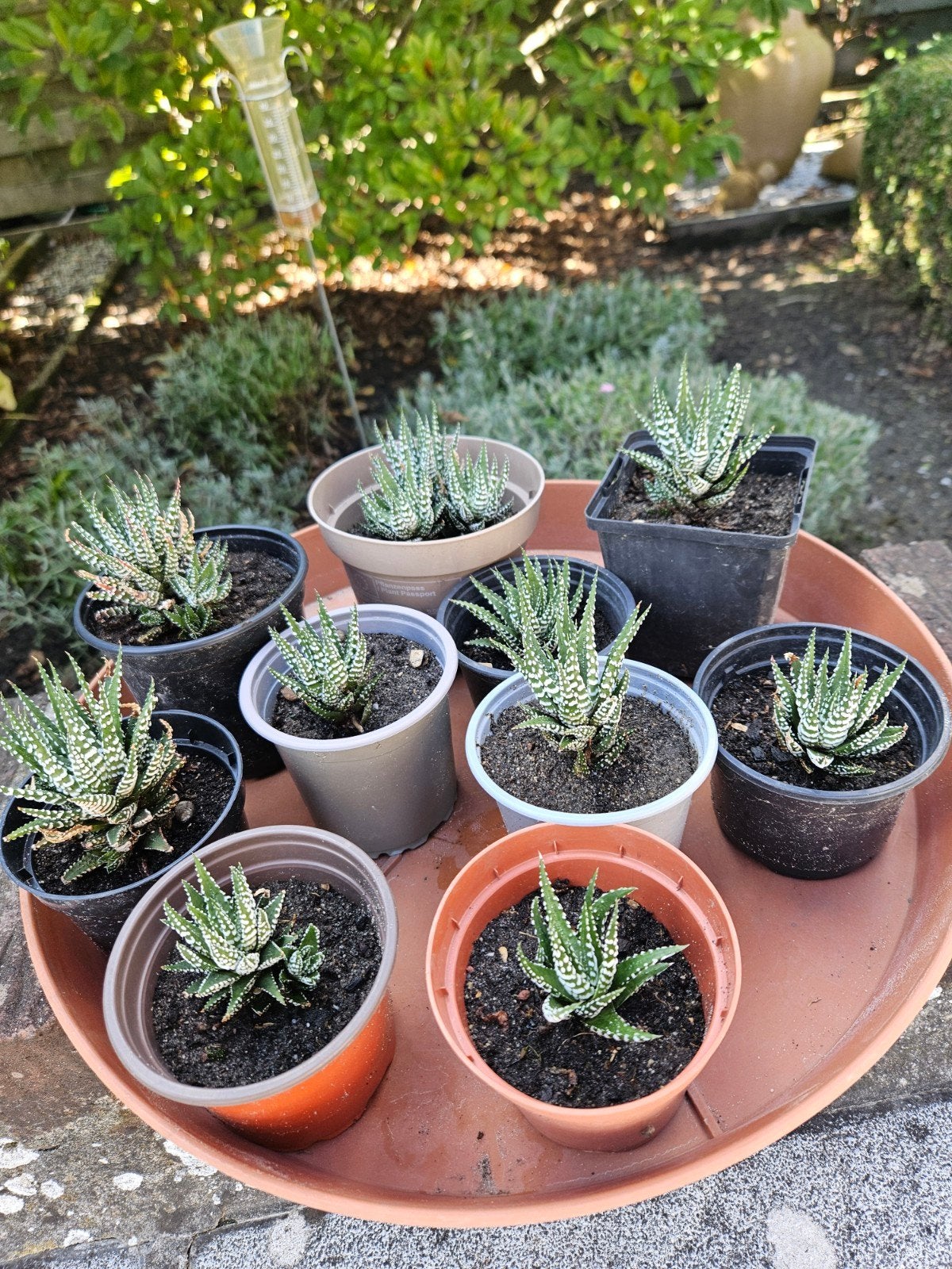 Mooie zebra cactussen, Tuin en Terras, Ophalen