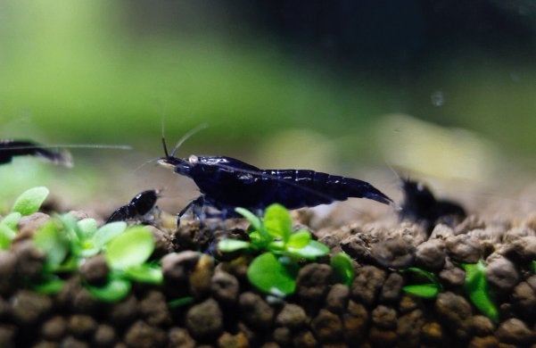 Neocaridinas Blue Sapphire crevettes, Animaux & Accessoires, Enlèvement, Neuf, Autres types