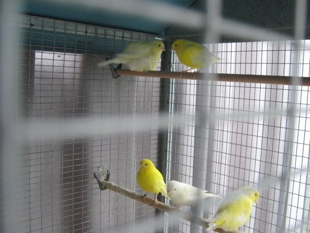a vendre beaux jeunes de canaris jaune yvoir jaune intesif, Animaux & Accessoires, Plusieurs animaux, Canari de couleur