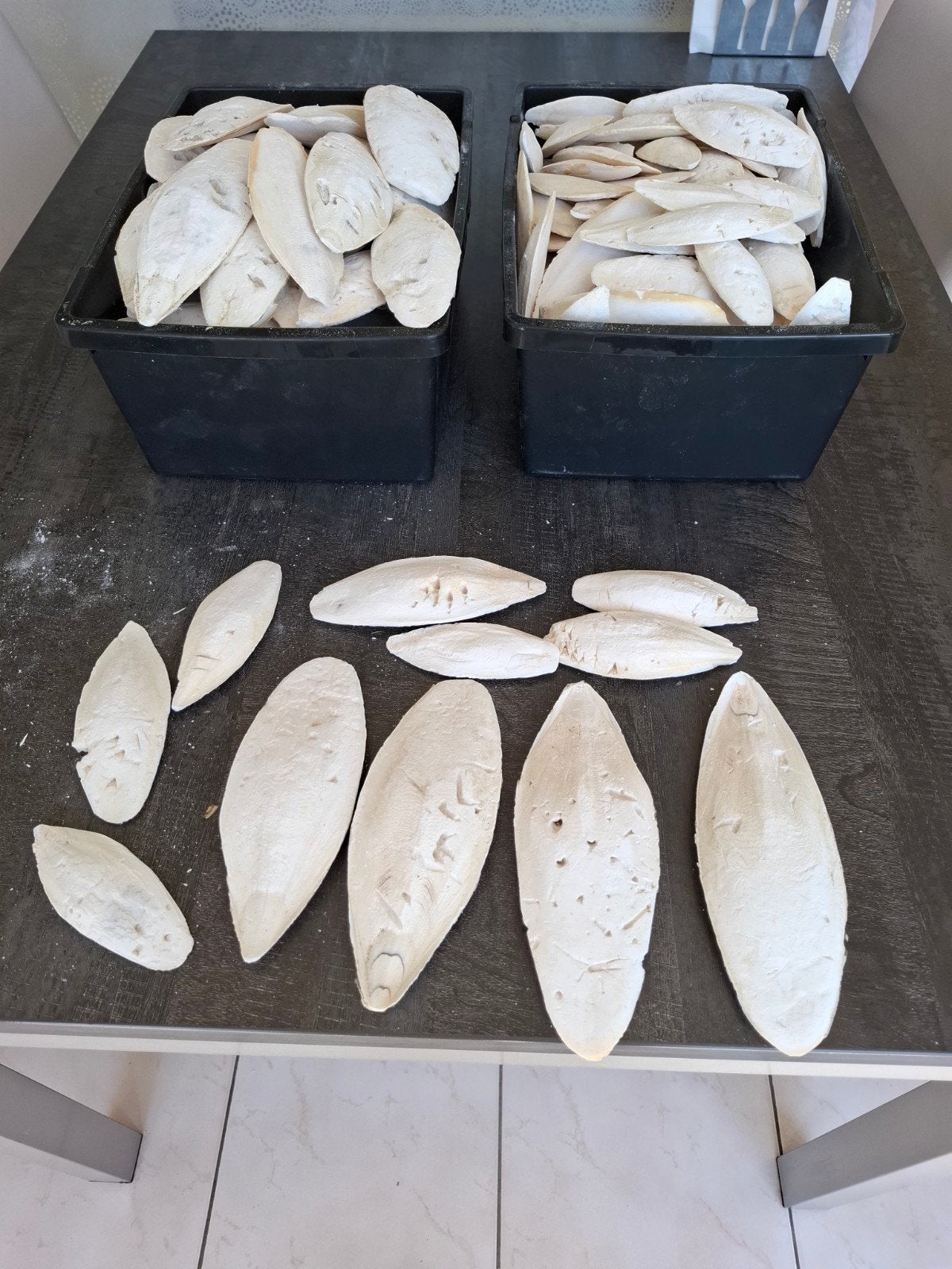 Te koop Middelkerke sepia schelpen per 1/2 kg, Dieren en Toebehoren, Schildpad