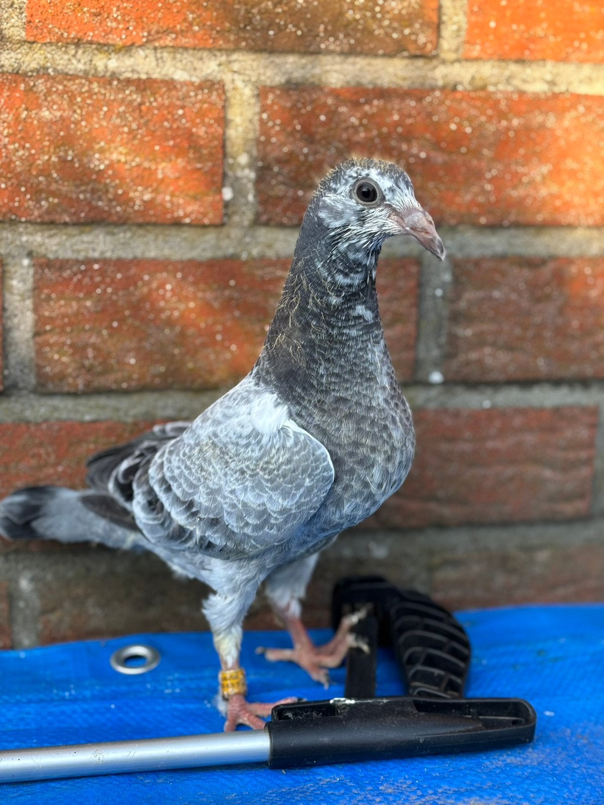Meeuw x Schimmel jonge reisduiven te reserveren