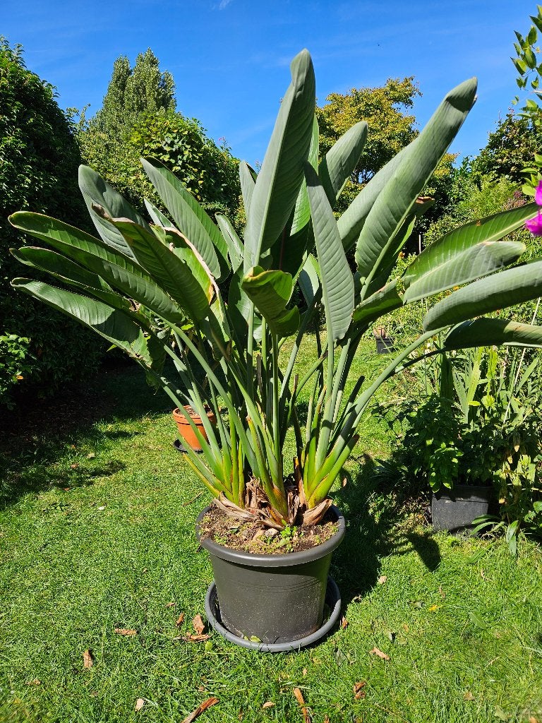 Strelitzia Reginae  te koop, Autres espèces, En pot, Plein soleil, Plante à fleurs