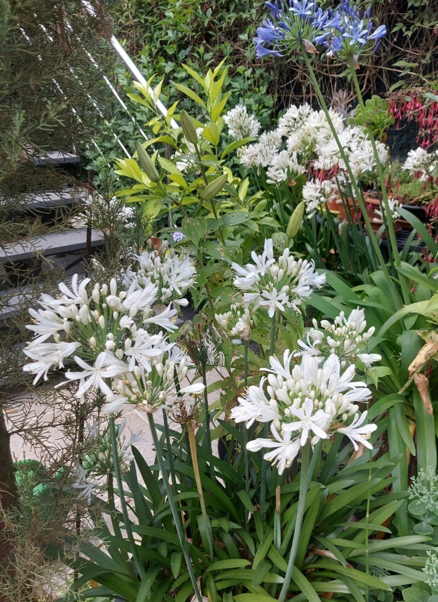Prachtige grote Agapanthus, Ophalen, Volle zon