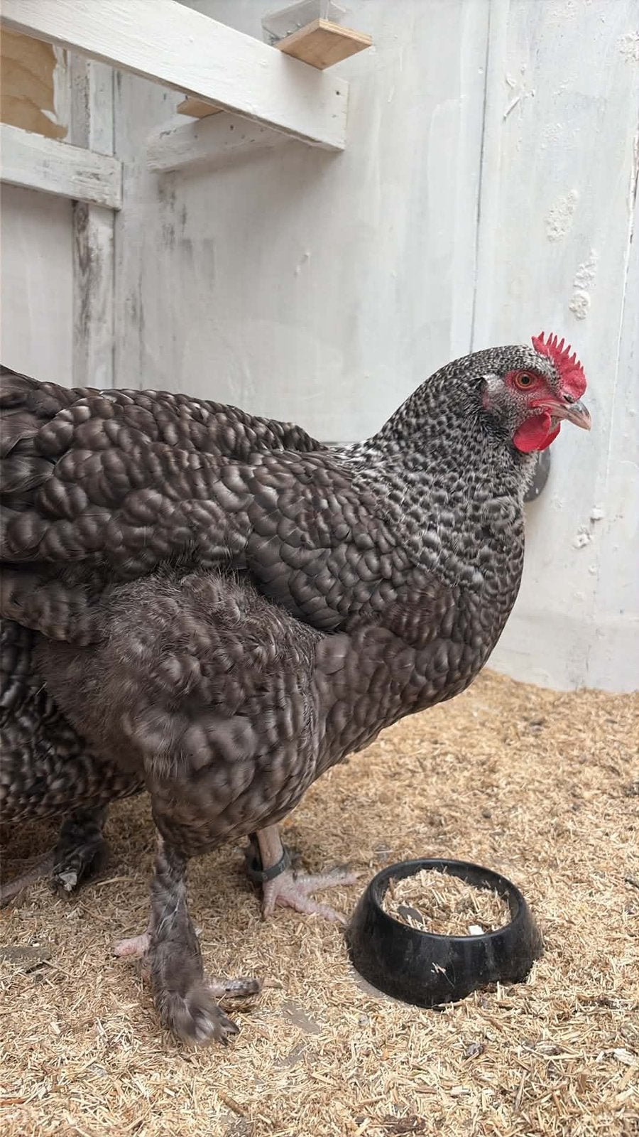 Poules coucous de Malines, Femelle, Poule ou poulet