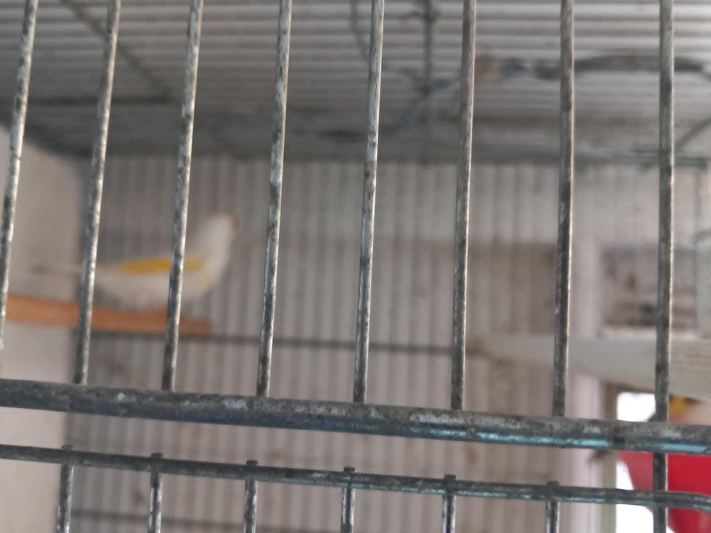 putters, Meerdere dieren, Wildzangvogel, Geringd