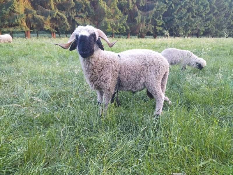 Walliser Schwarznase ram, Mannelijk, Schaap
