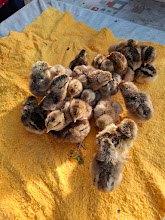 Poussins cream legbar, Sexe inconnu, Poule ou poulet