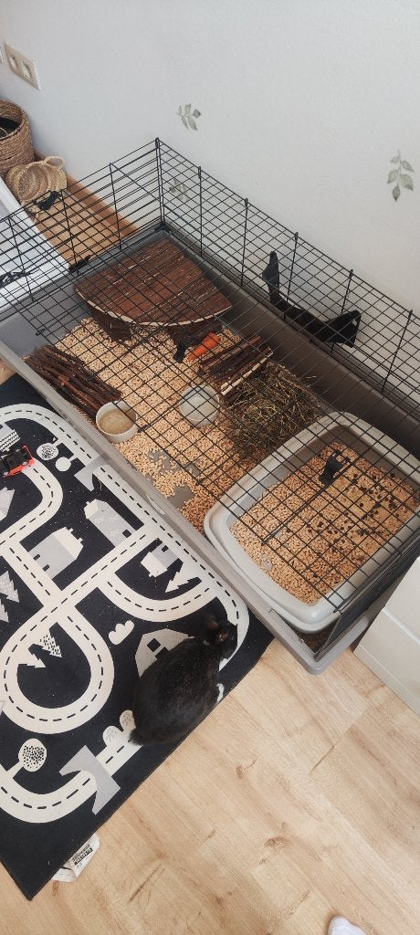 Lapin nain, Mannelijk, Dwerg, 0 tot 2 jaar