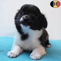 Chiot Chihuahua à poil long — Petit charmeur noir et blanc, Commerçant, Chien (mâle), Belgique, 8 à 15 semaines