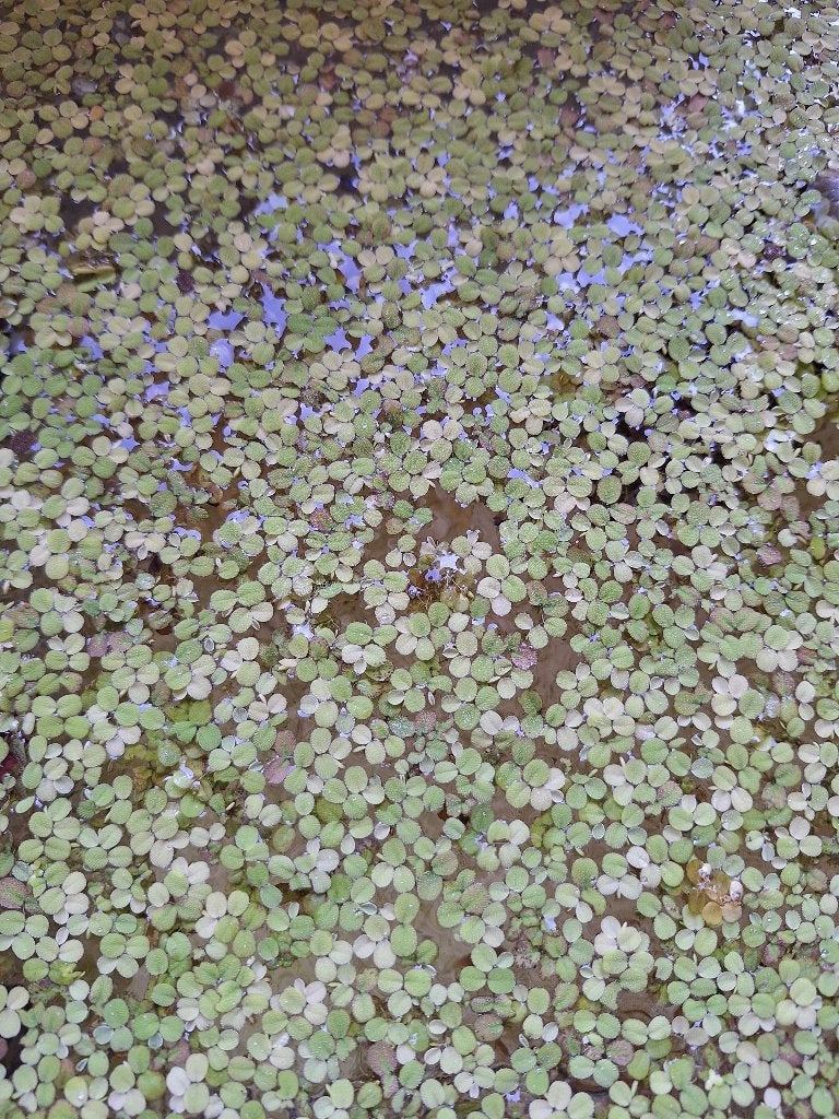 drijfplant Salvinia (kleine vlotvaren), Dieren en Toebehoren, Ophalen, Nieuw