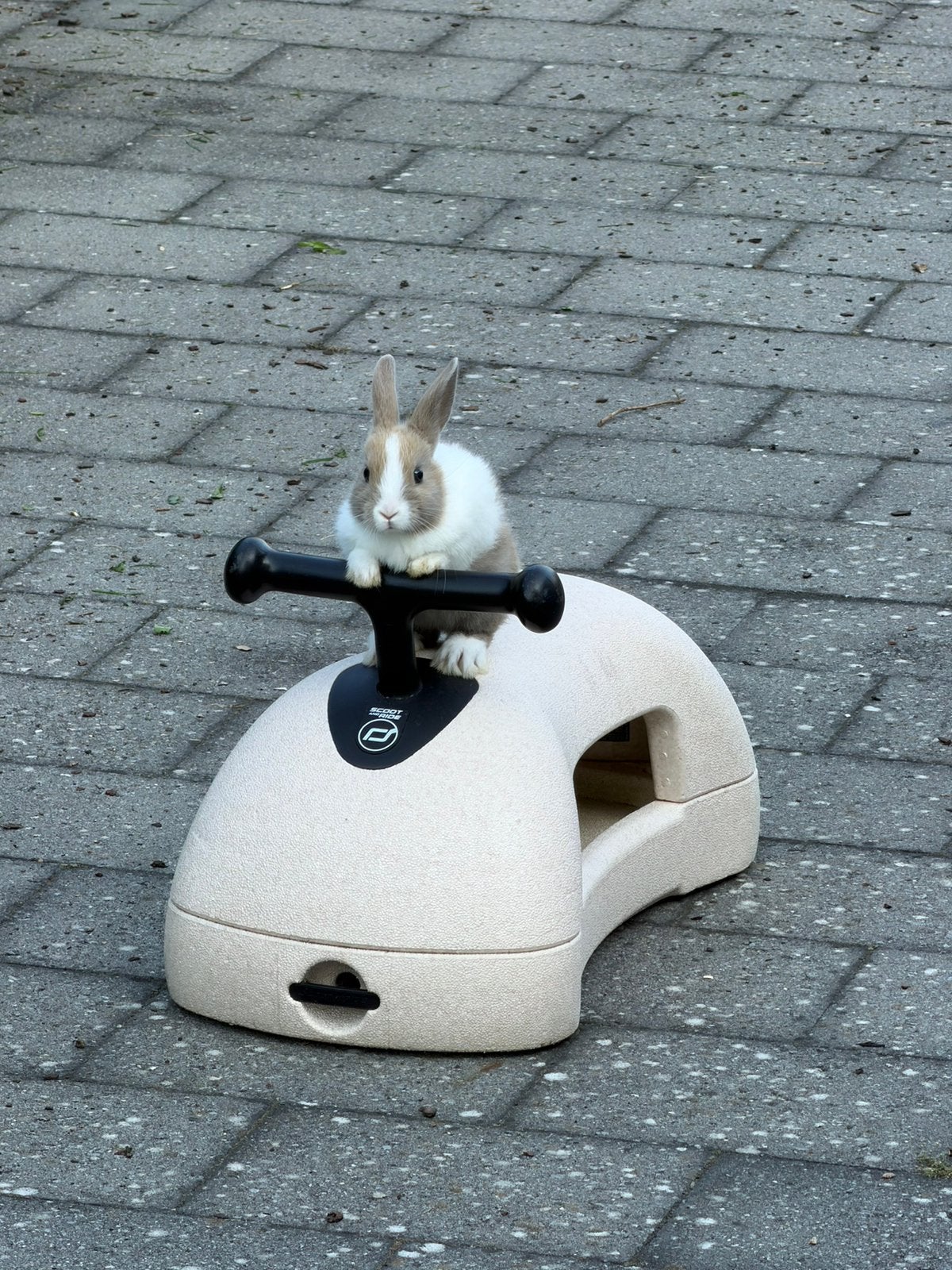 Konijn, Dieren en Toebehoren, Ophalen, Konijn