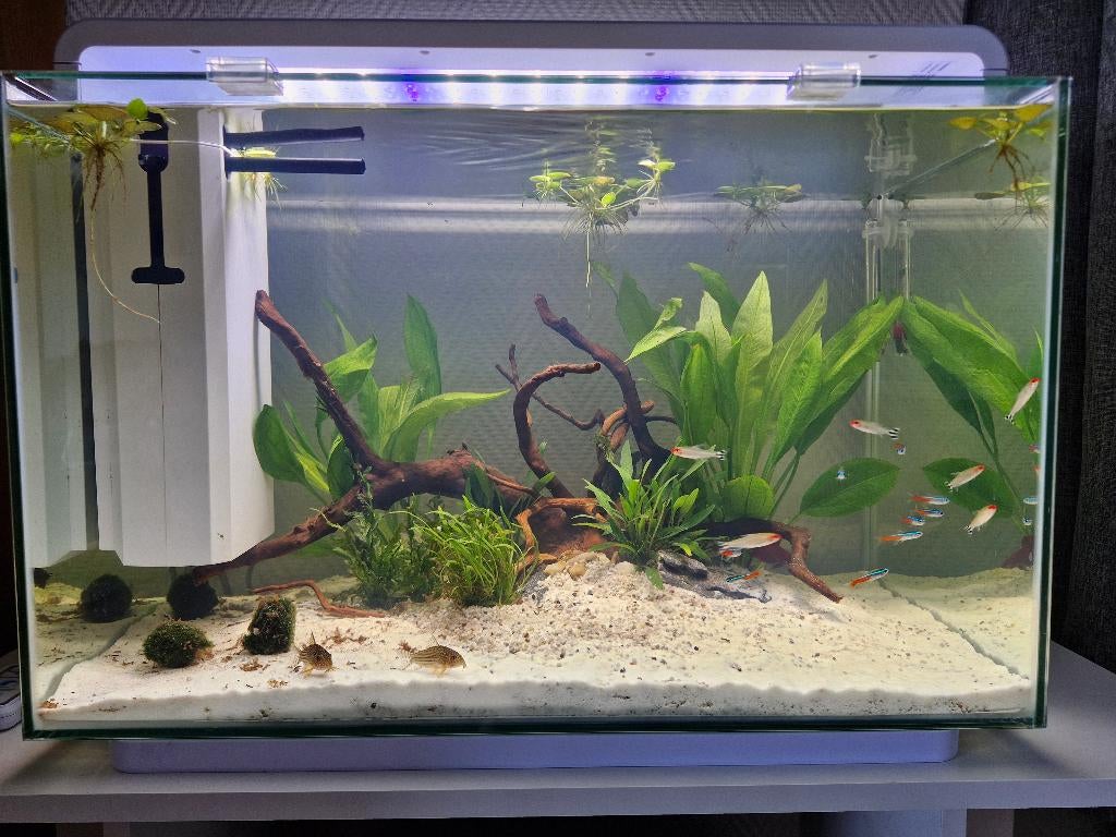 Aquarium 2x met inhoud, Dieren en Toebehoren, Ophalen, Inclusief vissen, Zo goed als nieuw, Superfish