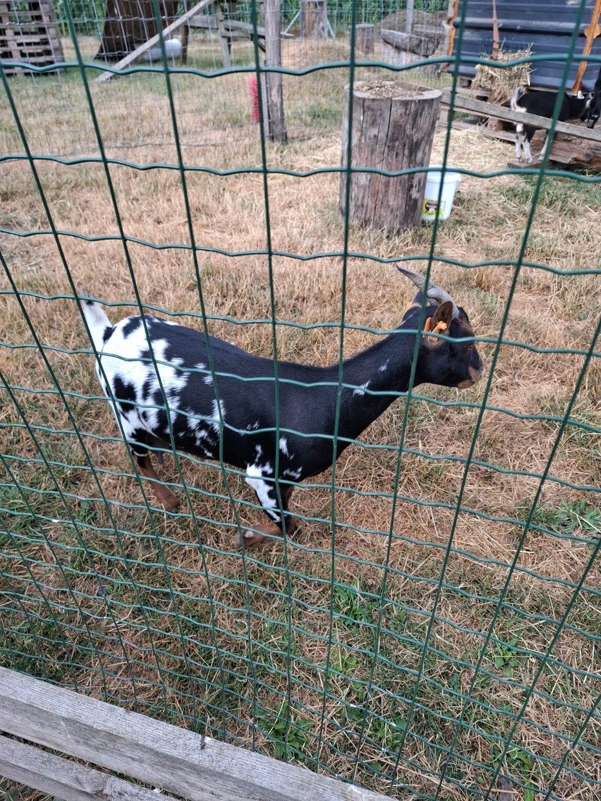 Dwerggeitjes, Dieren en Toebehoren