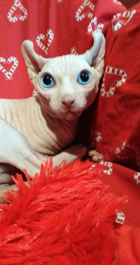 Sphynx, Chat, Avec pedigree, 0 à 2 ans
