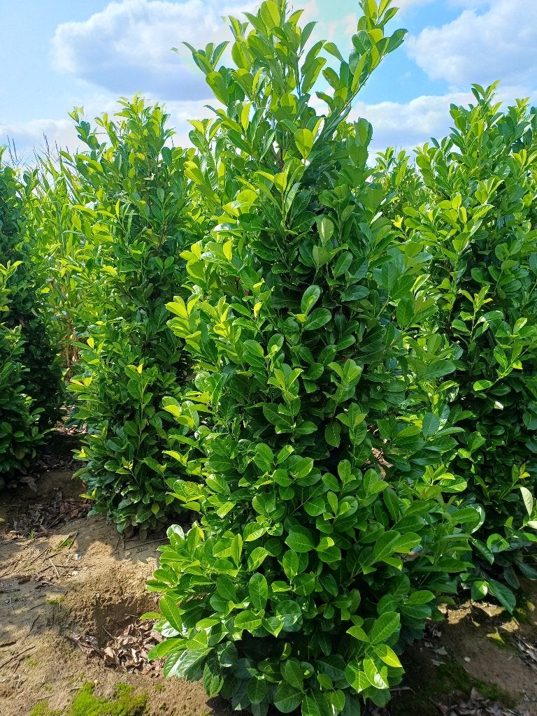 Prunus rothundifolia (ceinture), Enlèvement