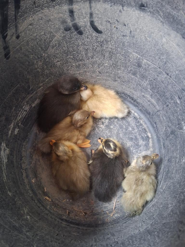 Kuikens loopeend (mogelijks met kleine kuif), Dieren en Toebehoren, Pluimvee, Geslacht onbekend, Eend