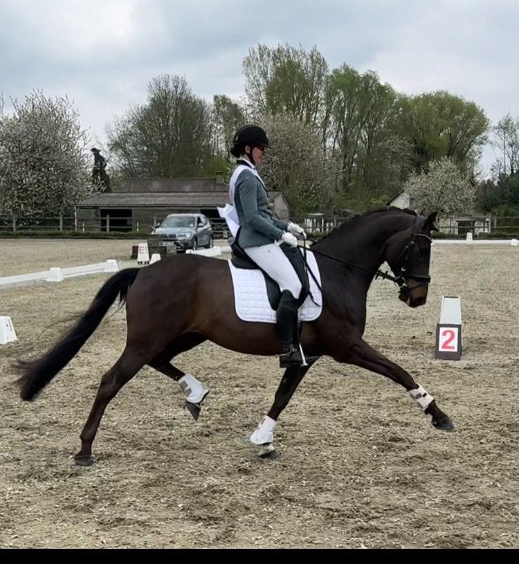 Te koop: 9-jarige dressuurruin, Dieren en Toebehoren, Paarden, Ruin, Dressuurpaard, 7 tot 10 jaar, 165 tot 170 cm