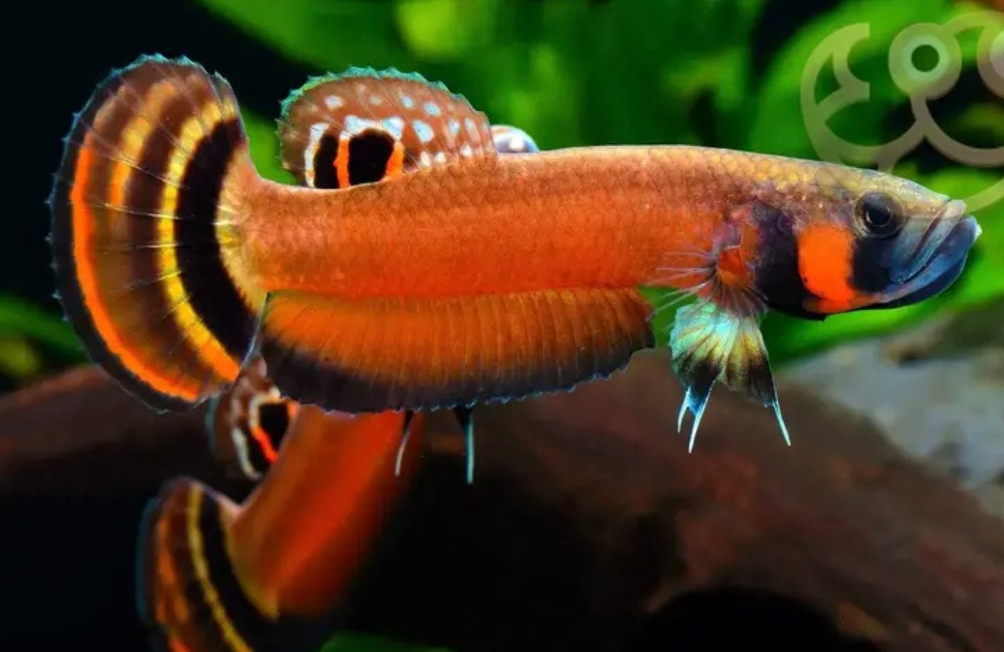 Verschillende soorten Wilde bettas (imports), Vis, Zoetwatervis