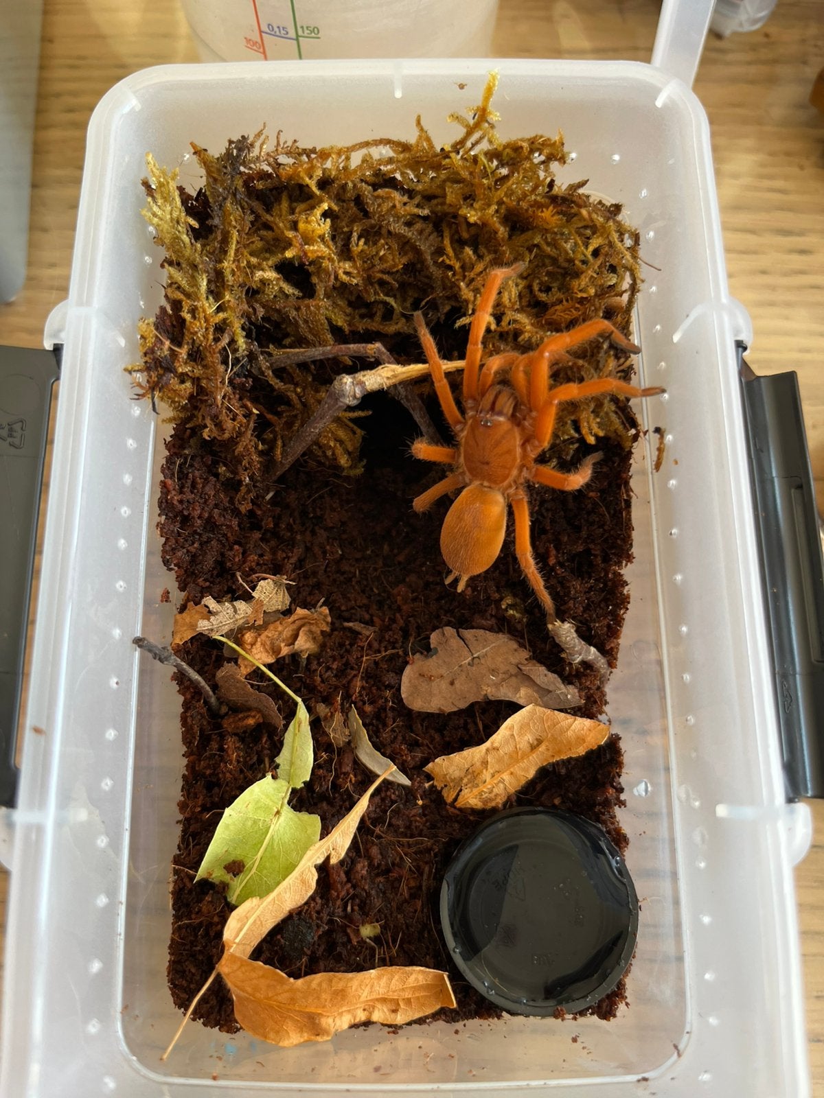 Selonobracys philippinus tarantula vogelspin