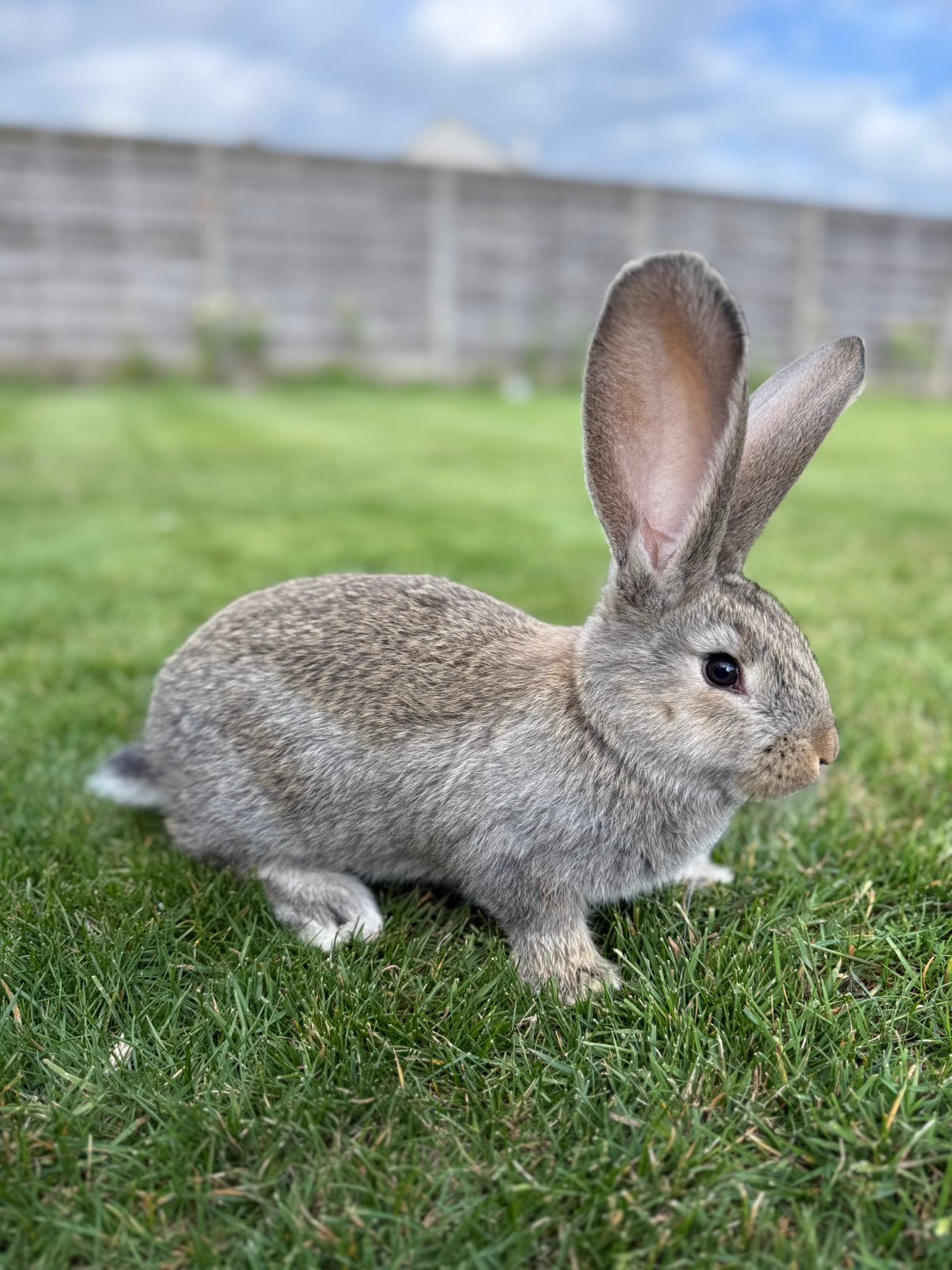 Vlaamse reuzen, Dieren en Toebehoren, Konijnen, Meerdere dieren, Groot, 0 tot 2 jaar