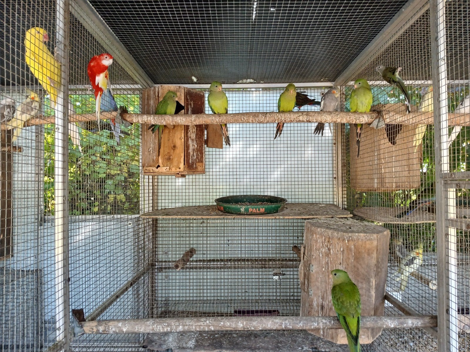 jonge barraband parkieten, Sexe inconnu, Perruche, Bagué