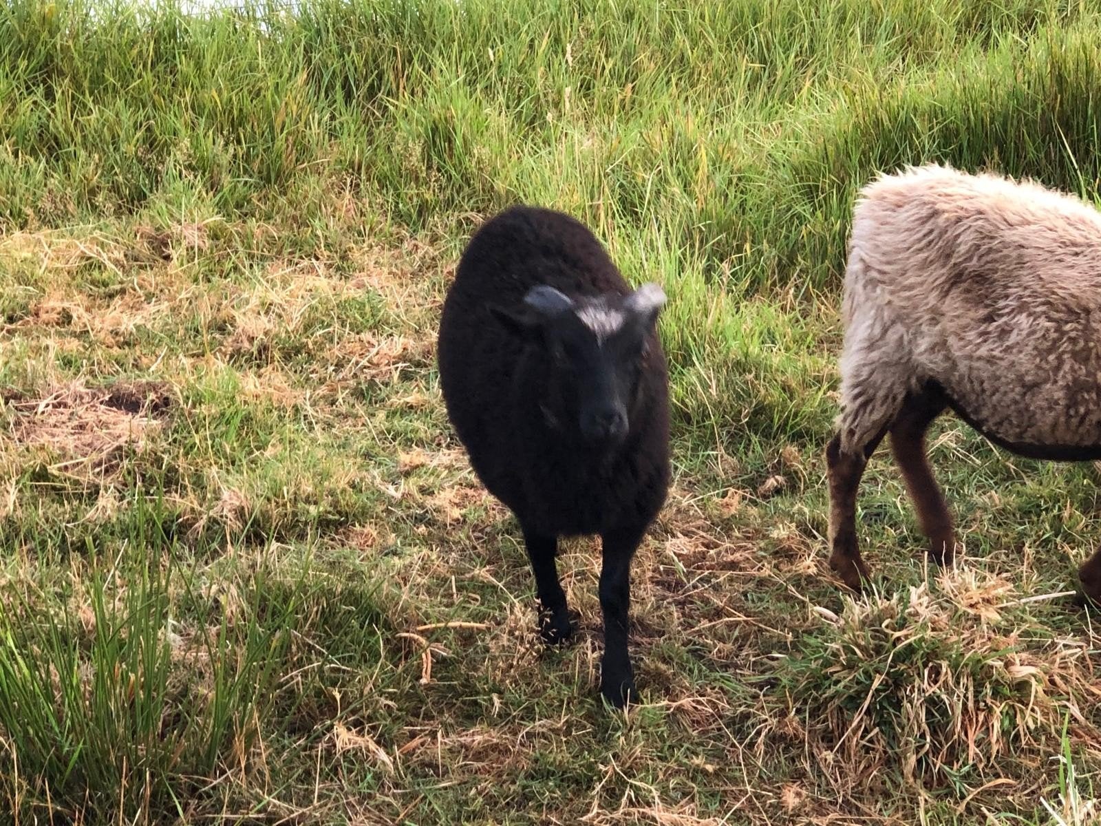 Ouessant ram