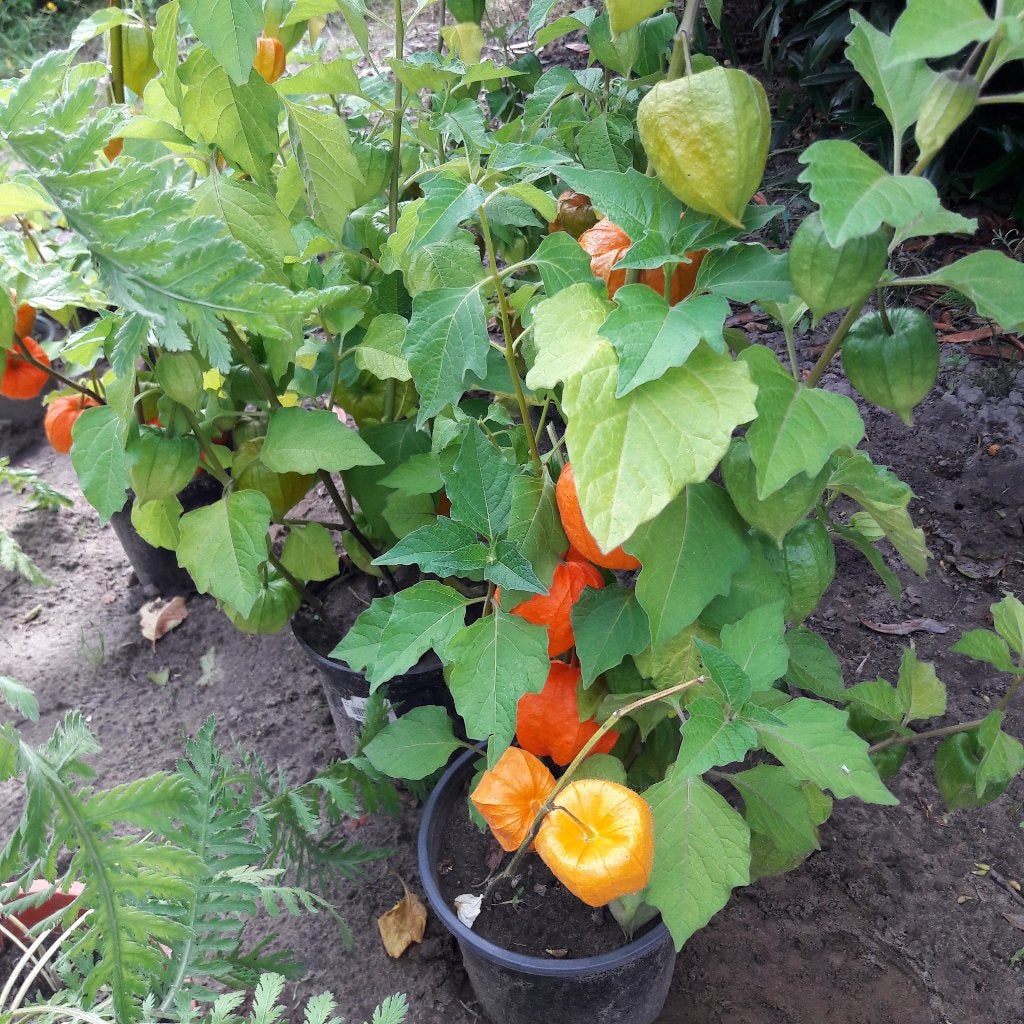 physalis lampionnenplanten vaste plant, Tuin en Terras, Ophalen, Zomer, Vaste plant