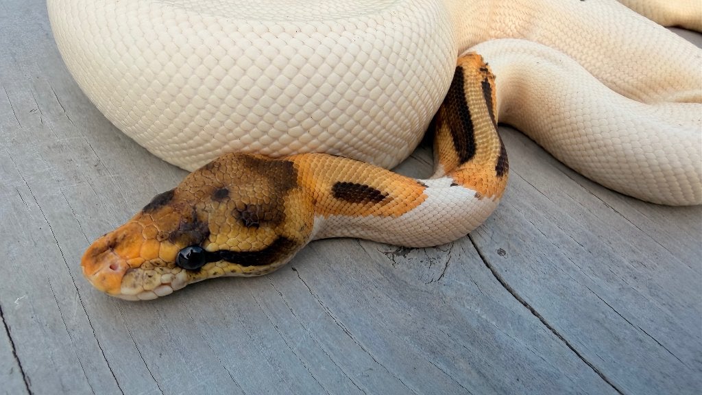 Verschillende ball pythons te koop Ball Python photo 4