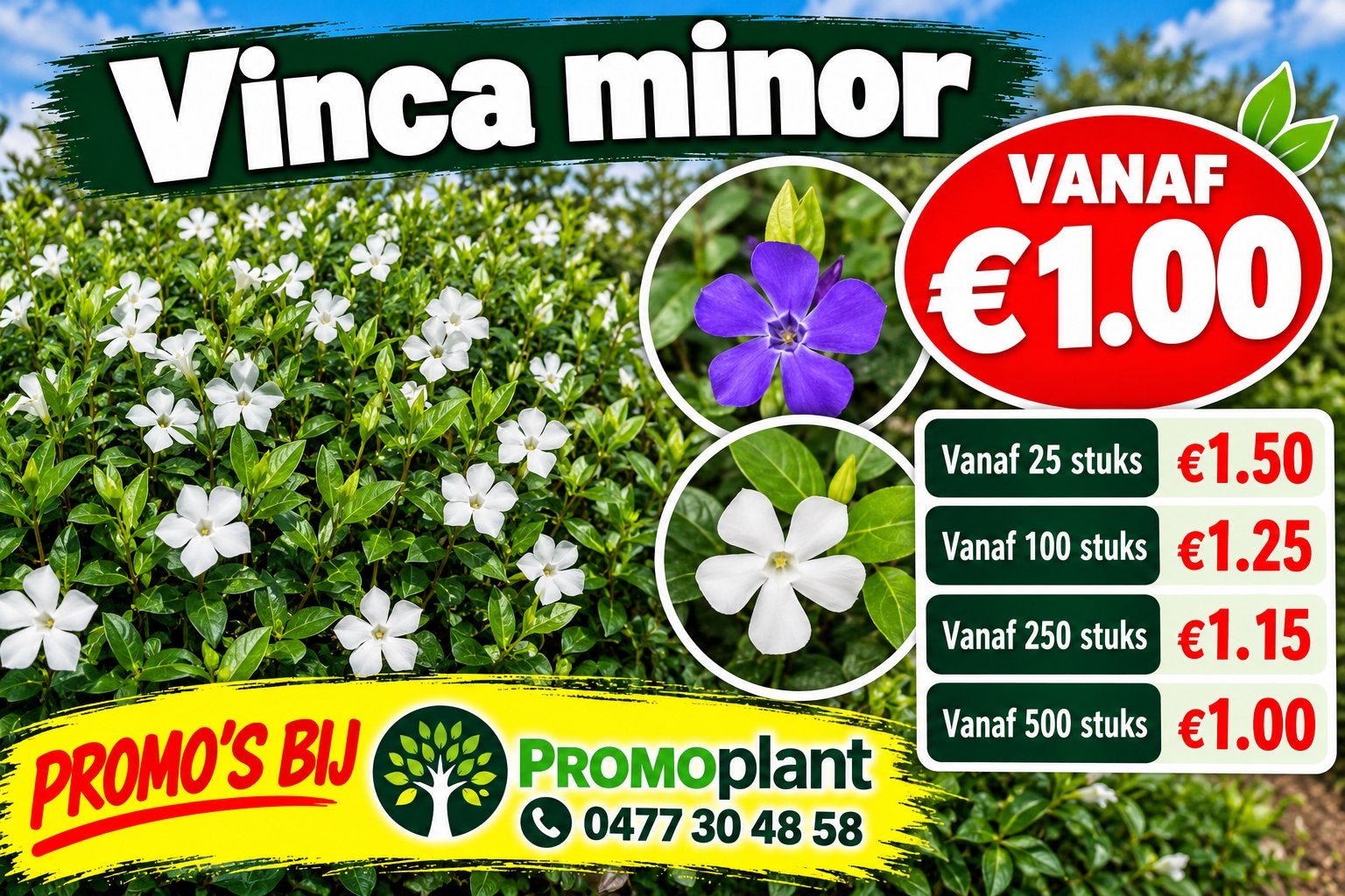 ‼️Vinca Minor aan PROMOprijzen bij PROMOplant‼️, Tuin en Terras, Ophalen, Taxus